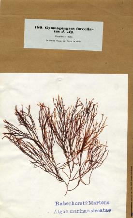 Ahnfeltiopsis furcellata.jpg
